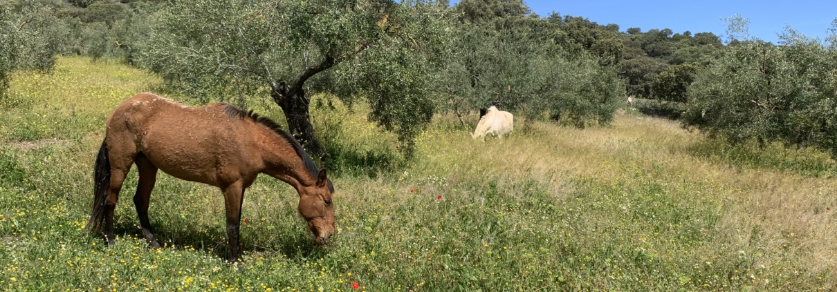 Foto Caballo